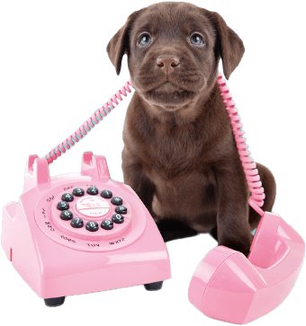 Cachorro con teléfono